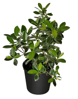 Green Island Microcarpa Ficus